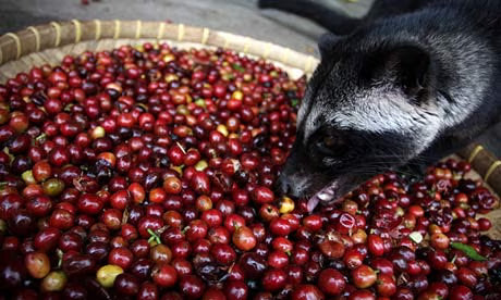 Kopi Luwak: The World’s Most Expensive (and Controversial) Coffee